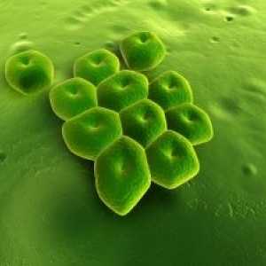 Infecțiile cauzate de Acinetobacter: tratament, simptome