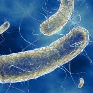 Infecții datorate escherichia coli