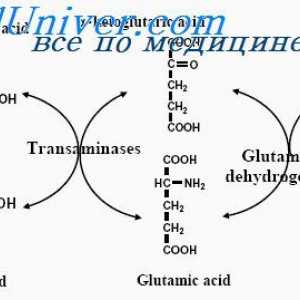 Aminoacizi esențiali și neesențiali. Utilizarea de proteine ​​pentru necesarul de energie