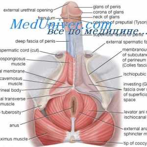 Reglementarea funcțiilor sexuale ale corpului masculin. hormon eliberator de gonadotropină