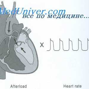 Creșterea debitului cardiac. hipertrofie miocardică