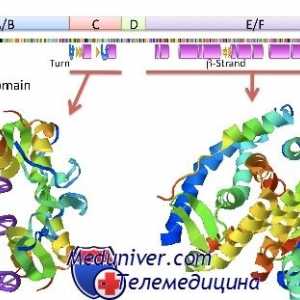 Receptori nucleari de hormoni steroizi: estrogeni, progesteron, androgen