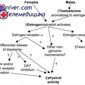 Steroidogeneza ovarian. Teoria celor două celule de două gonadotropine