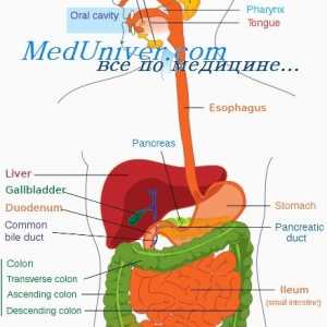 Efecte ale gastrinei pentagastrin și efectul lor asupra organelor digestive