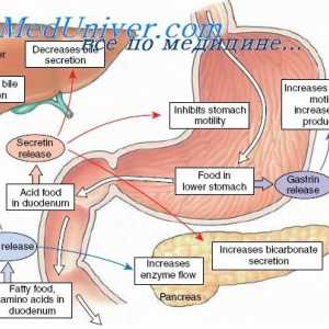 Efecte motilinei gastroingibitornogo peptid (GIP), enteroglyukagona și efectele lor asupra…