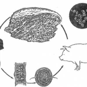 Cum infecția teniei de carne de porc (teniasis) atunci când consumul de carne?
