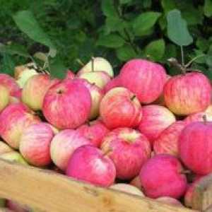 Cum de a păstra mere până în primăvară