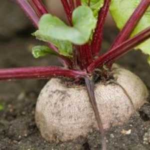 Cum să crească un semințe de sfeclă în grădină?