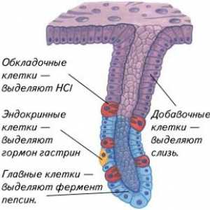 Capsula pancreasului