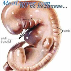 Intestinele embrionului. Sistemul uro-genital al embrionului