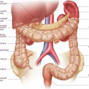Intestine, pancreas și duoden, cu pancreatită