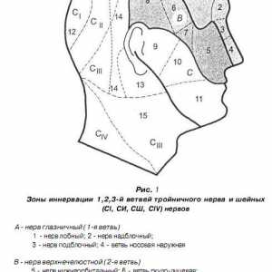 Anatomia clinică a regiunii maxilofaciale