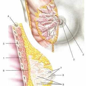 Anatomia clinică a peretelui toracic și spațiile celulare fasiy