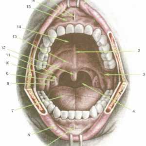 Anatomia clinică și fiziologia faringelui