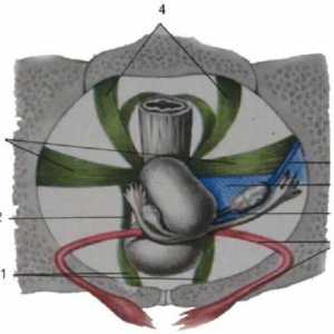 Anatomia clinică a uterului (uter)