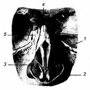 Anatomia clinică a nasului extern
