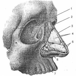 Anatomia clinică a nasului și a sinusurilor paranazale