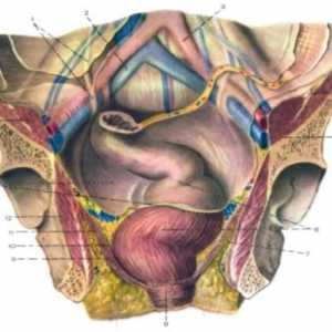 Anatomia clinică a rectului
