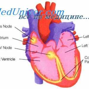 Stimulatoare cardiace extrauterină. Fiziologia sistemului Purkinje si reglarea parasimpatic a inimii