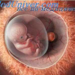 Membrele a embrionului. Formarea Coverslip-fat