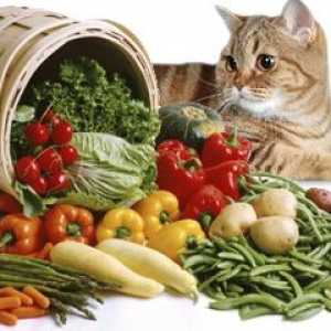 Hrana pentru animale, nutriție și dietă pentru câini și pisici cu pancreatită decât hrana?