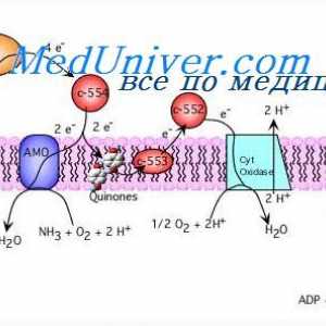 Sinteza ATP prin scindarea glucozei. Eliberarea de energie din glicogen
