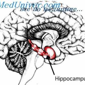 Zona corticală a creierului fatului termina. hipocampus fetale