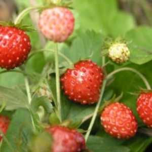 Plante medicinale proprietăți de grădină și conținutul de vitamine în ele