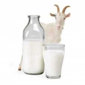 Tratamentul gastritei cu lapte de capră