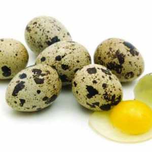 Tratamentul gastritei ouă de prepeliță crude