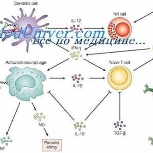 Liganzii receptorilor de efectori ai imunității înnăscute. Peptidoglican, lipopeptide