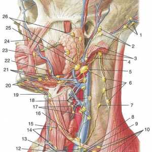 Formarea Limfa a capului și a gâtului