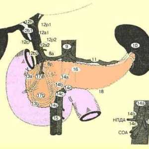 Ganglionilor limfatici ale pancreasului