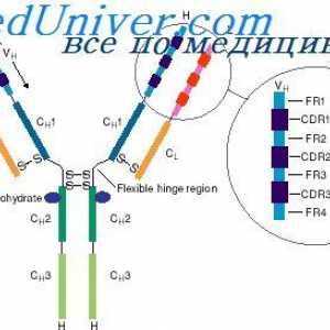 Localizarea genelor lanțuri ușoare de anticorpi. Motivele pentru care variabilitatea lanțurilor…