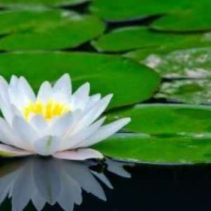 Floare de lotus, în creștere
