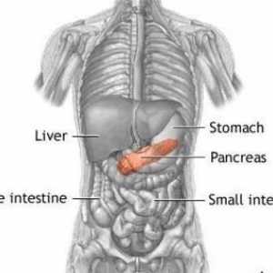 Pancreas mici