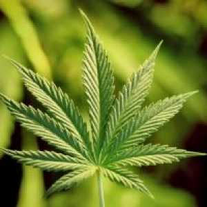 Marijuana: simptome, consecințe, tratament