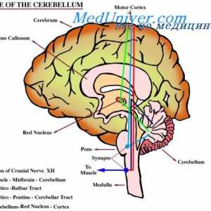 Calea de semnalizare de la cerebel. Celulele Purkinje ale cerebelului