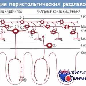 Fiziologia sistemului nervos enteric