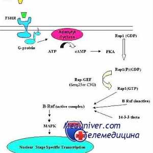 Mecanismul de acțiune al receptorilor gonadotropină. receptorii de epuizare
