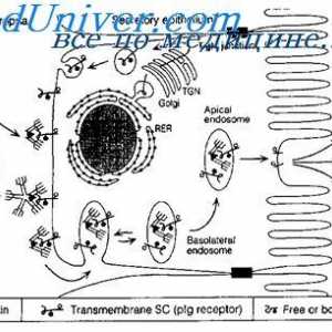 Imunoglobulinele membranei. anticorp suprafață