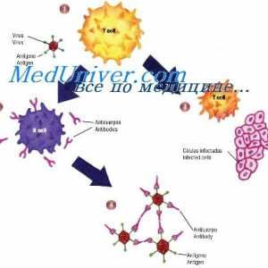 Mud88-deficit de stat. imunomodulatori