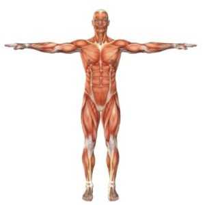 Mușchii: caracteristici structurale