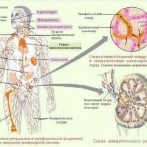 Funcția defectuoasa a sistemului limfatic al corpului uman