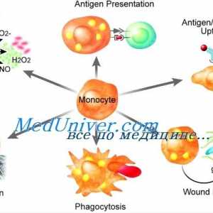 Disfuncția de monocite și macrofage imunitate