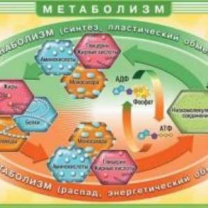 Tulburări ale metabolismului acizilor grași și glicerol