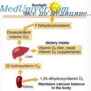 Schimbul de vitamina d. Metabolismul colecalciferol