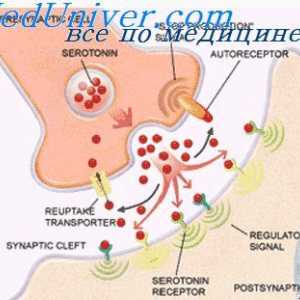 Sinapse excitatorii și receptori inhibitori. mediatori sinoptice