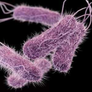 Infecții cauzate de Salmonella Netifoidnye