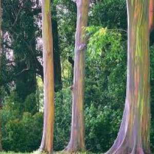 Despre precursori arborilor existenți